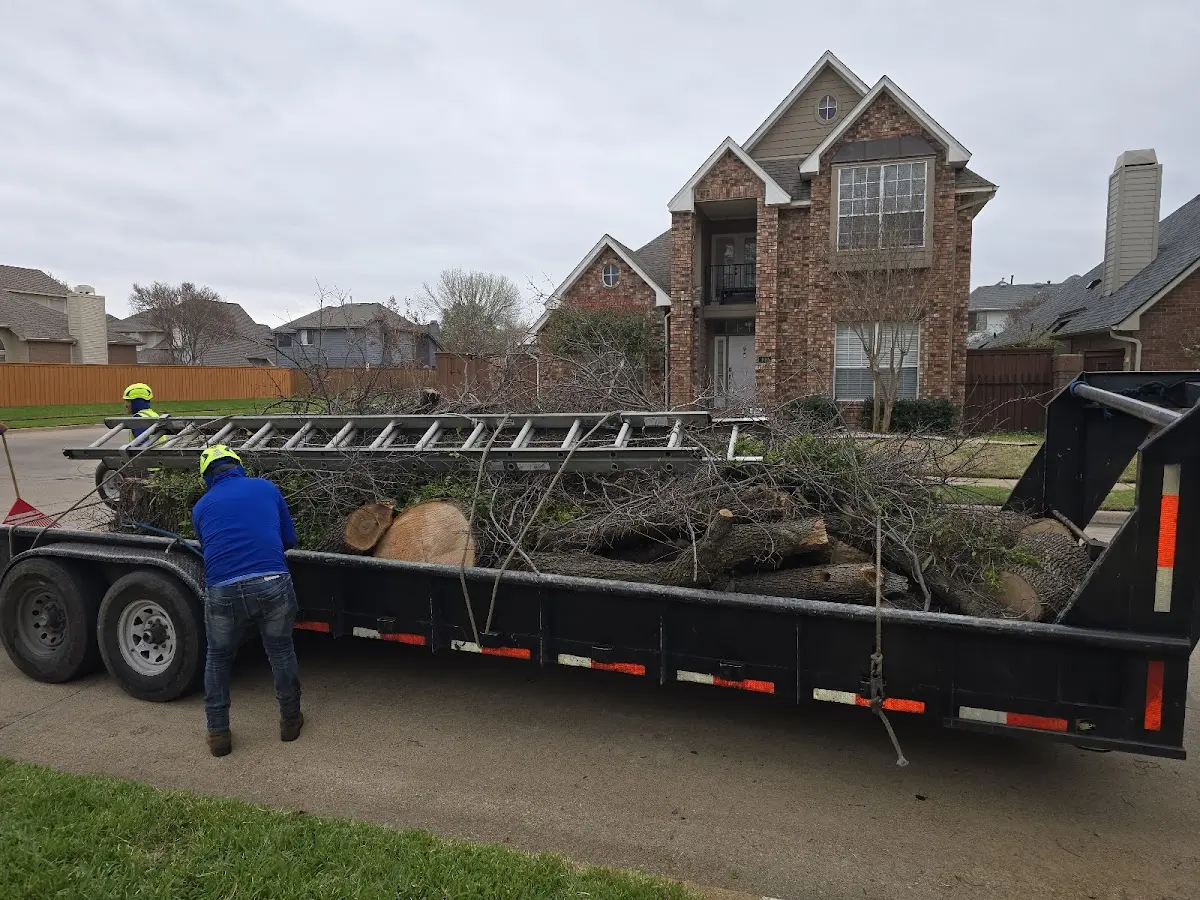 Expert Tree Removal with proper safety equipment in Buckland